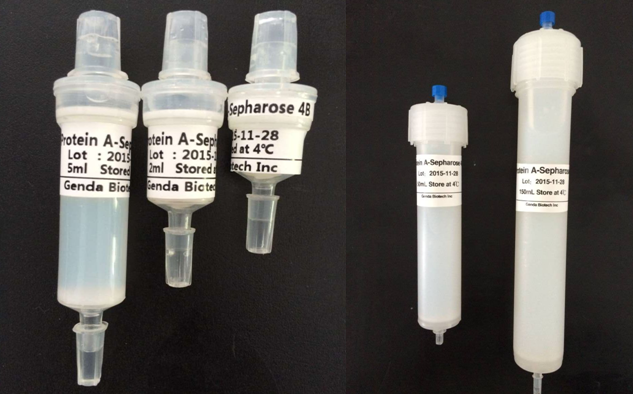 r<a href='http://m.in0632.cn/syyq/czdb/bkczdb/2020/0619/224.html' target='_blank'><u>Protein A</u></a>