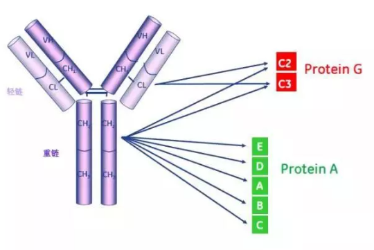 Protein A和Protein G可與IgG不同結(jié)構(gòu)域結(jié)合